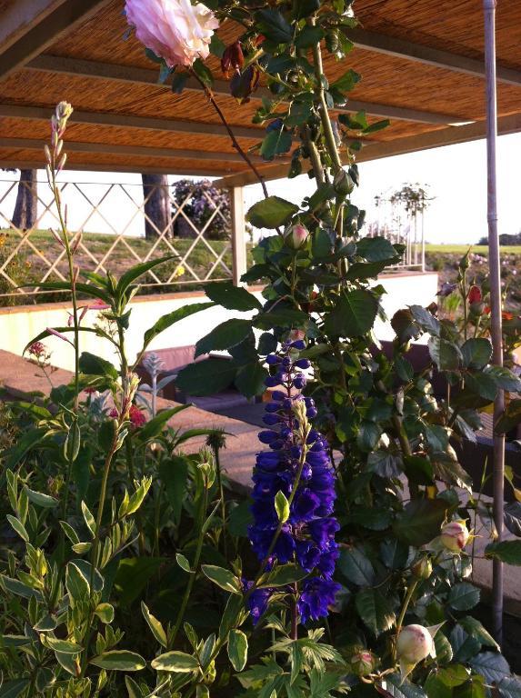 Azienda Agrituristica Bellavista Villa Монтеспертоли Екстериор снимка